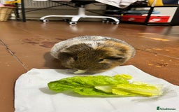 Guinea Pig rodents for sale: 1 Female Guinea Pig - Image 3