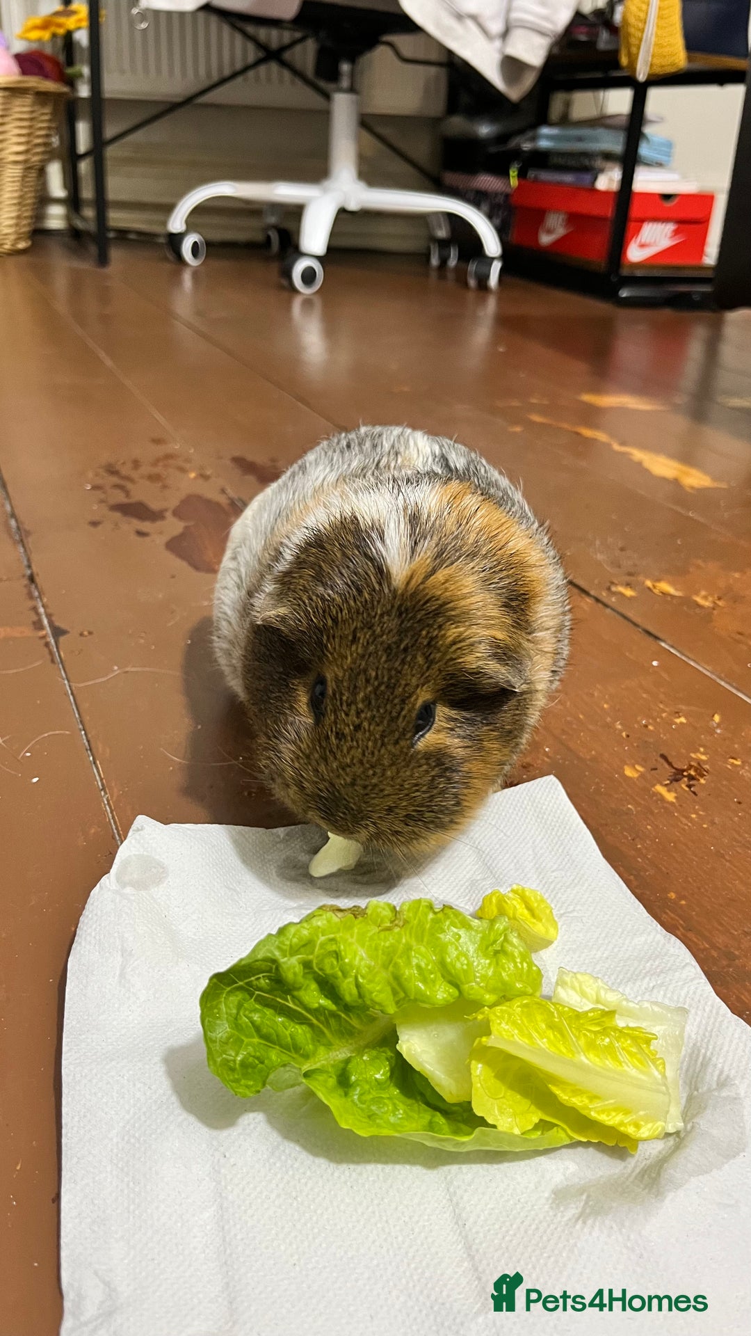 Guinea Pig rodents for sale: 1 Female Guinea Pig - Image 3