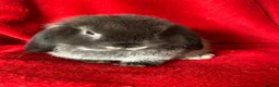 Mini Lop rabbits for sale: Gorgeous Pure Mini Lop Rabbits  - Advert 8