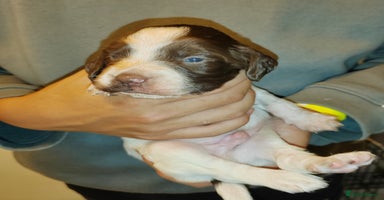 English Springer Spaniel dogs - Advert 5