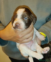 English Springer Spaniel dogs - Advert 2