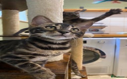 Bengal cats for sale: Rare Bengal Kittens Black, Smoke & Charcoal - Image 9