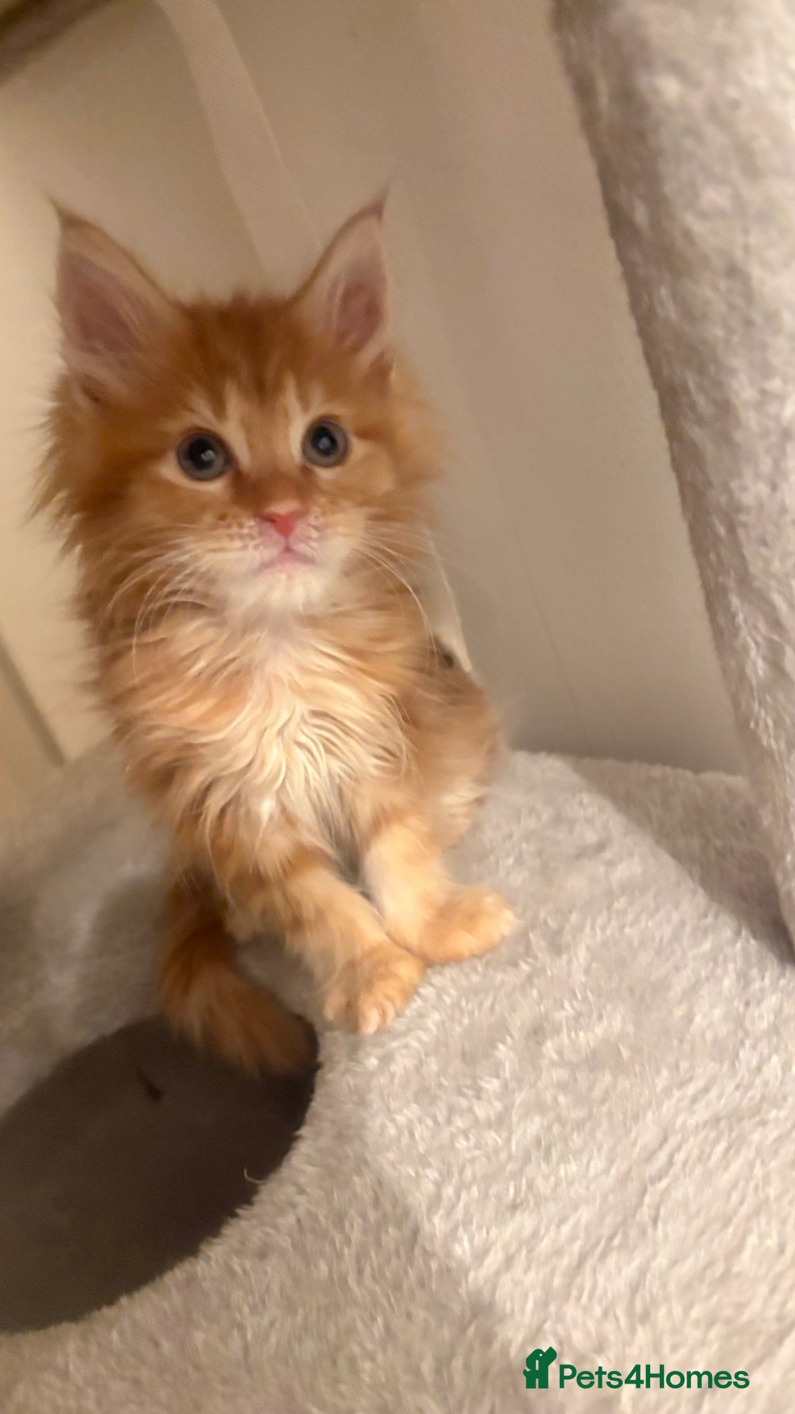 Maine Coon cats for sale: Pedigree Maine coon - Advert 1