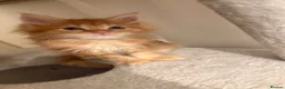Maine Coon cats for sale: Pedigree Maine coon - Advert 1