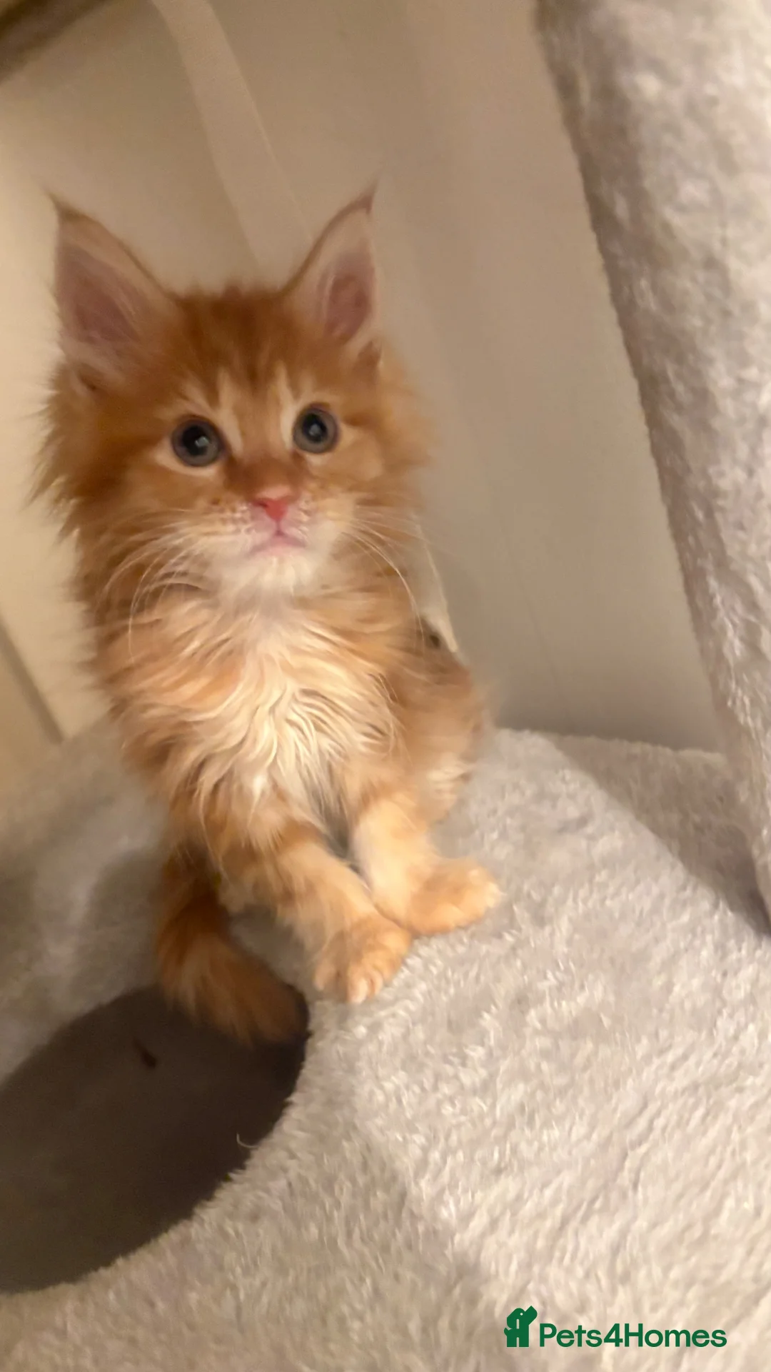 Maine Coon cats for sale: Pedigree Maine coon - Advert 1