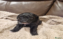 Cockapoo dogs for sale: F1B miniature/toy Cockapoos - Image 8