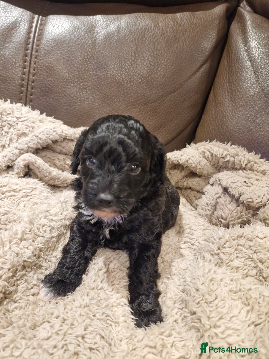 Cockapoo dogs for sale: F1B miniature/toy Cockapoos - Image 8