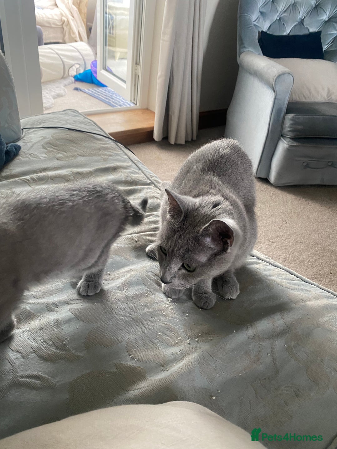 Russian Blue cats for sale: 5 Pure Pedigree Russian Blue Kittens *LAST MALE* - Image 25