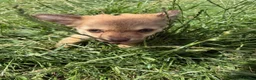 Mixed Breed dogs for sale: Chihuahua mix puppies available now - Advert 15
