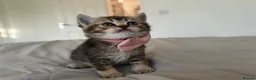 British Shorthair cats for sale: Golden BSH Kittens  GCCF Registered - Chunky bear  - Advert 6