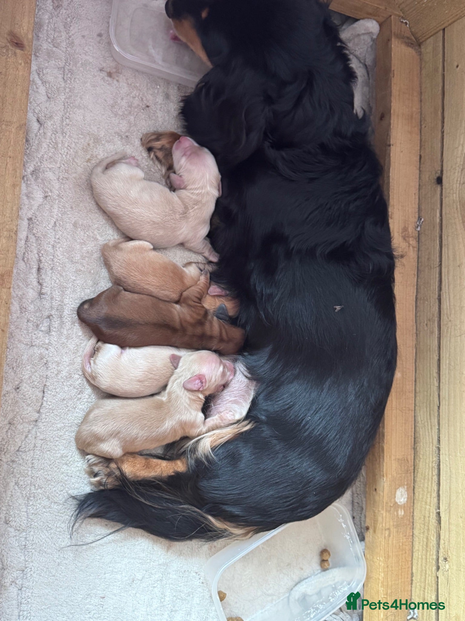Miniature Dachshund dogs Long haired miniature daschaund’s - Advert 6