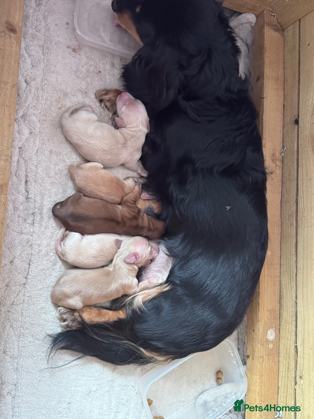 Miniature Dachshund dogs for sale: Long haired miniature daschaund’s - Advert 1
