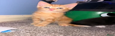 Mixed Breed Kitten 3