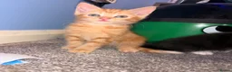 Mixed Breed cats for sale: KITTENS NEEDING HOMES ASAP!  - Advert 2
