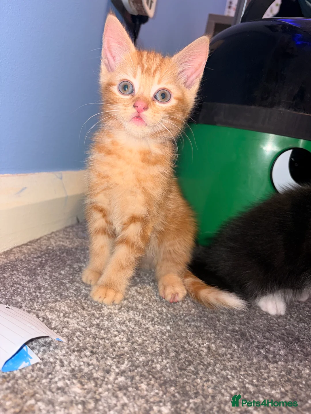 Mixed Breed cats for sale: KITTENS NEEDING HOMES ASAP!  - Advert 2