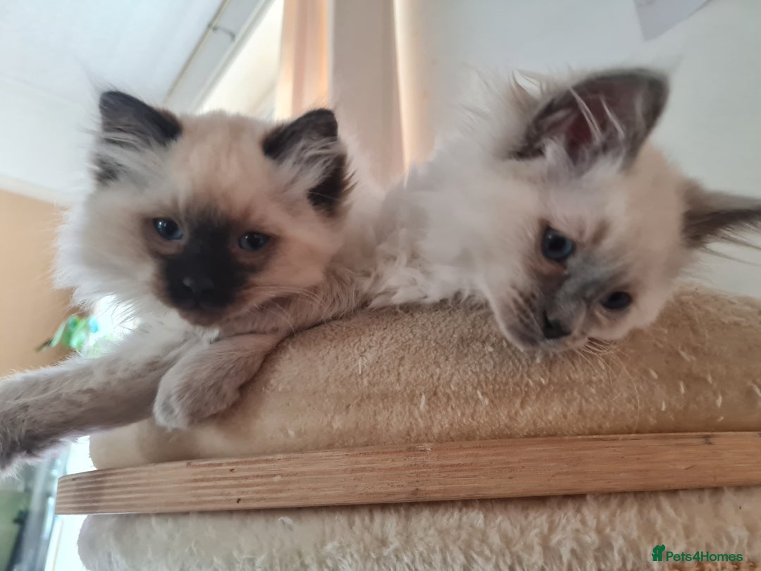 Ragdoll cats for sale: GCCF Registered Pedigree Ragdoll Kittens - Advert 2
