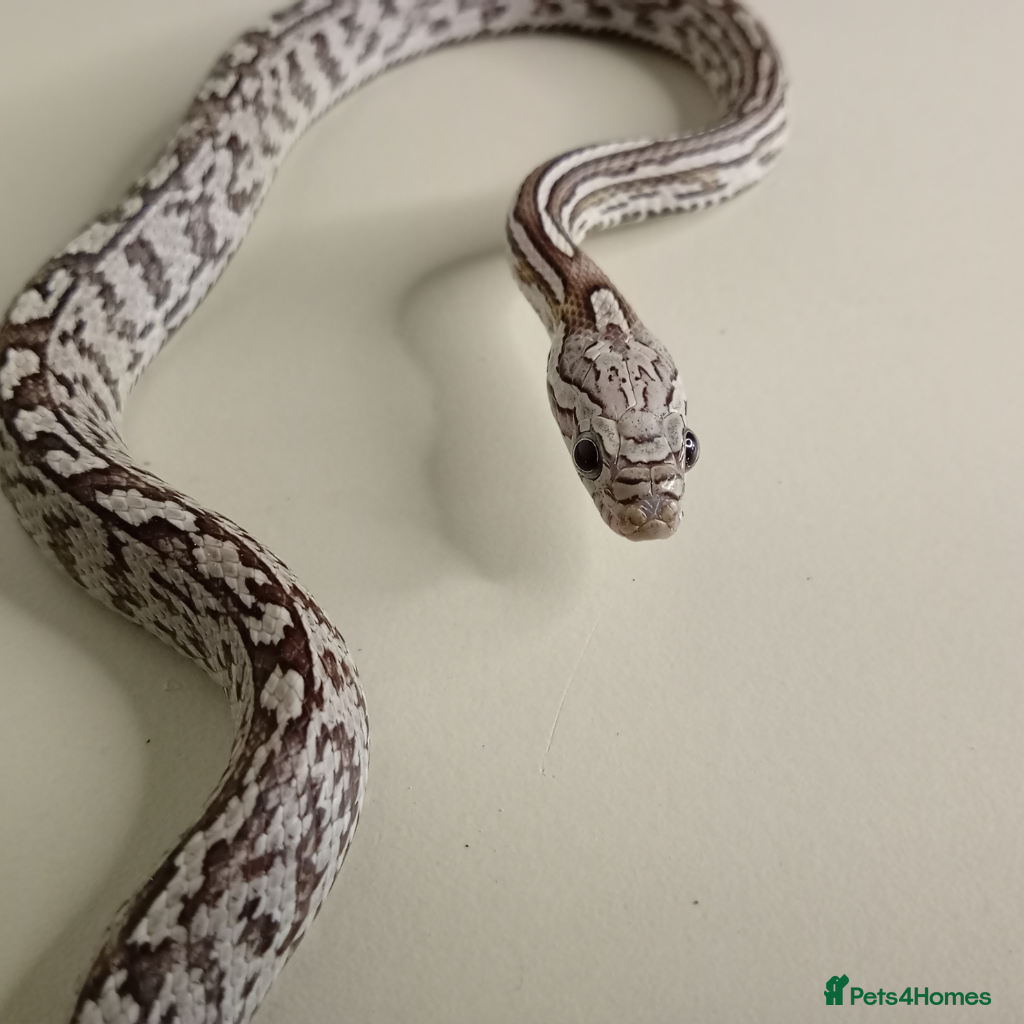 Corn Snake reptiles Beautiful, Juvenile, Captive-Bred Corn Snakes - Advert 1