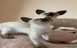 Siamese cats for sale: Two beautiful seal point brothers ❤️ - Advert 1