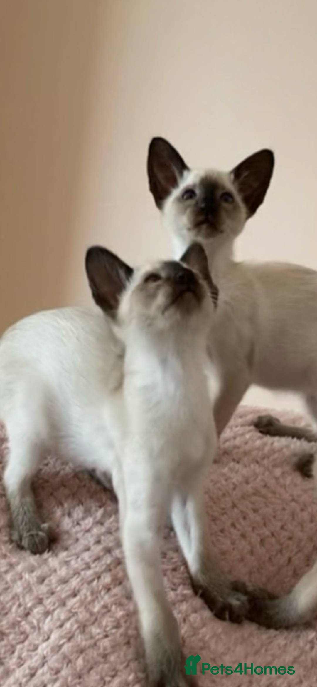 Siamese cats for sale: Two beautiful seal point brothers ❤️ - Advert 1