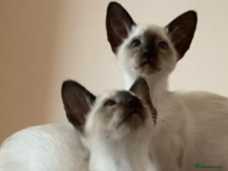 Siamese cats Two beautiful seal point brothers ❤️ - Advert 7