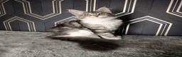 Maine Coon cats for sale: READY SOON Beautiful Maine coon babies  - Advert 10