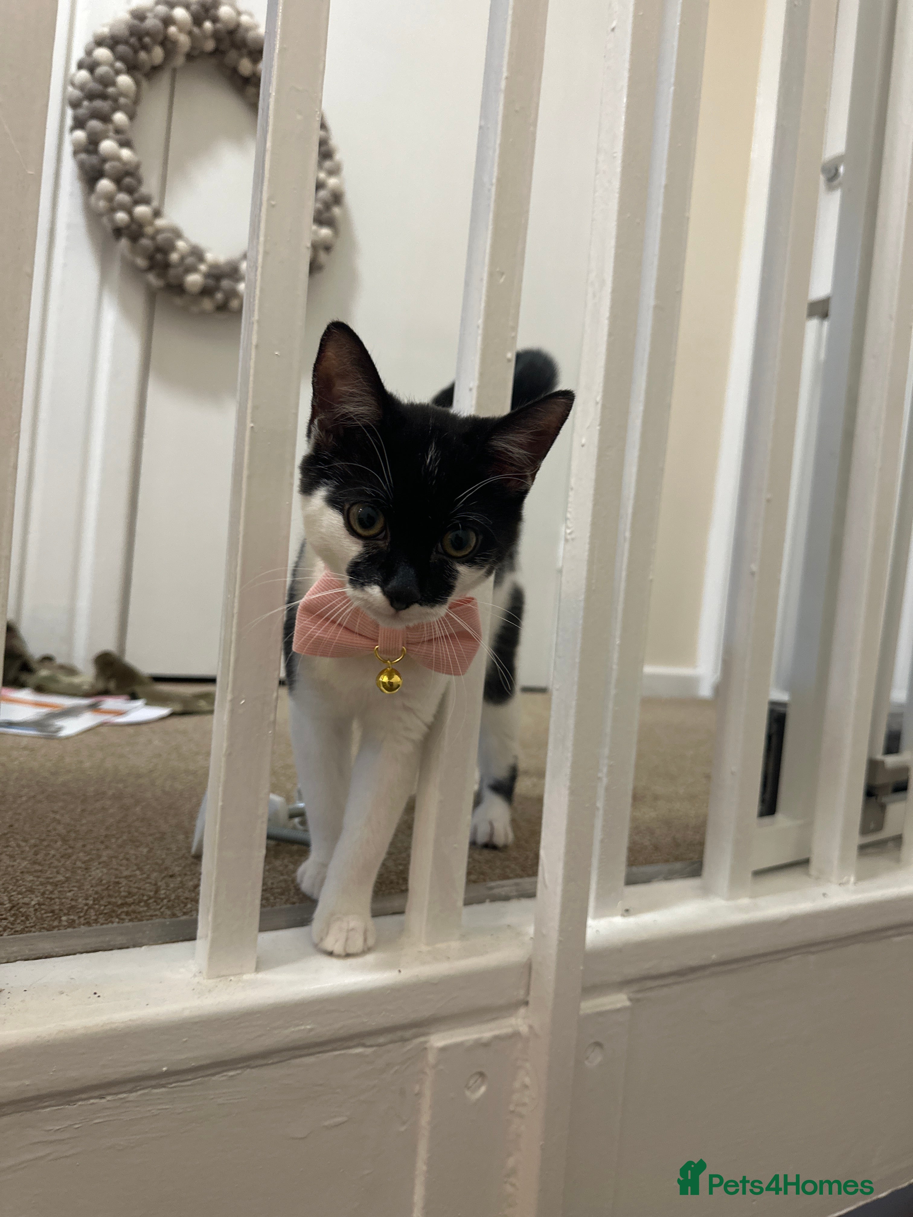 Mixed Breed cats 4 month old female- with full wardrobe  - Advert 1