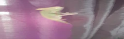 Chameleon reptiles for sale: Veiled chameleons  - Advert 13