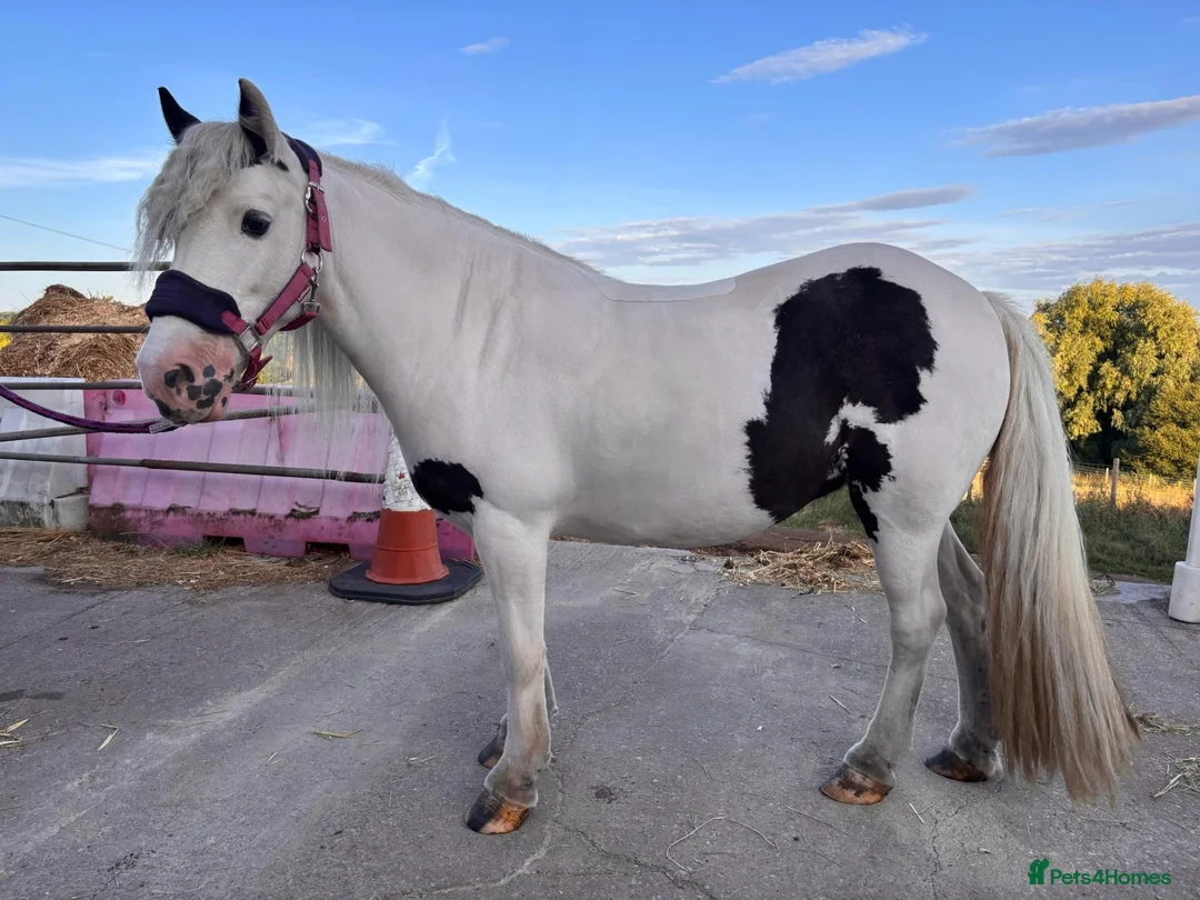 Irish Cob horses for sale: Bindi the unicorn - Advert 1