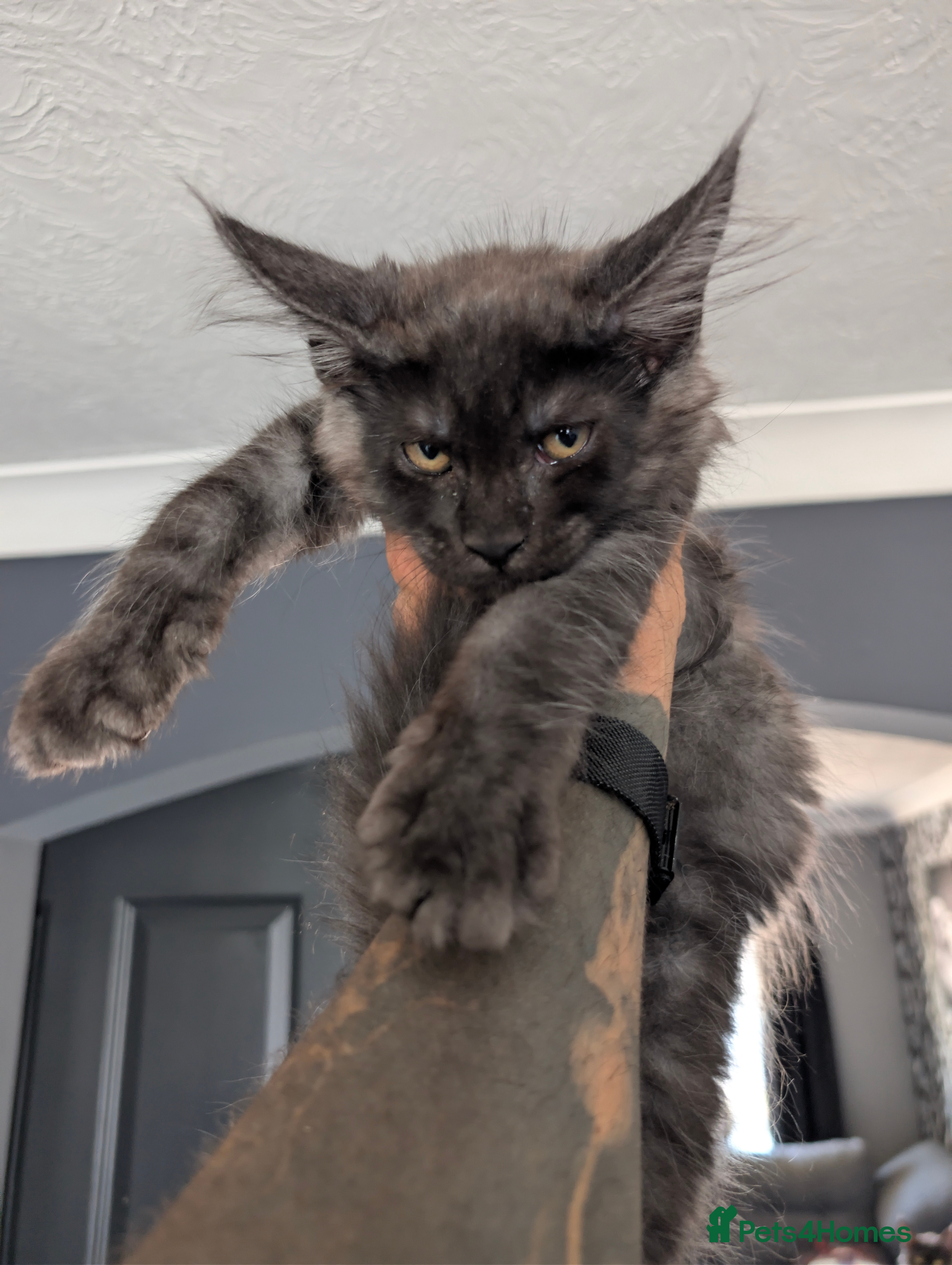 Maine Coon cats Beautiful Pedigree Kittens 😻 - Advert 2