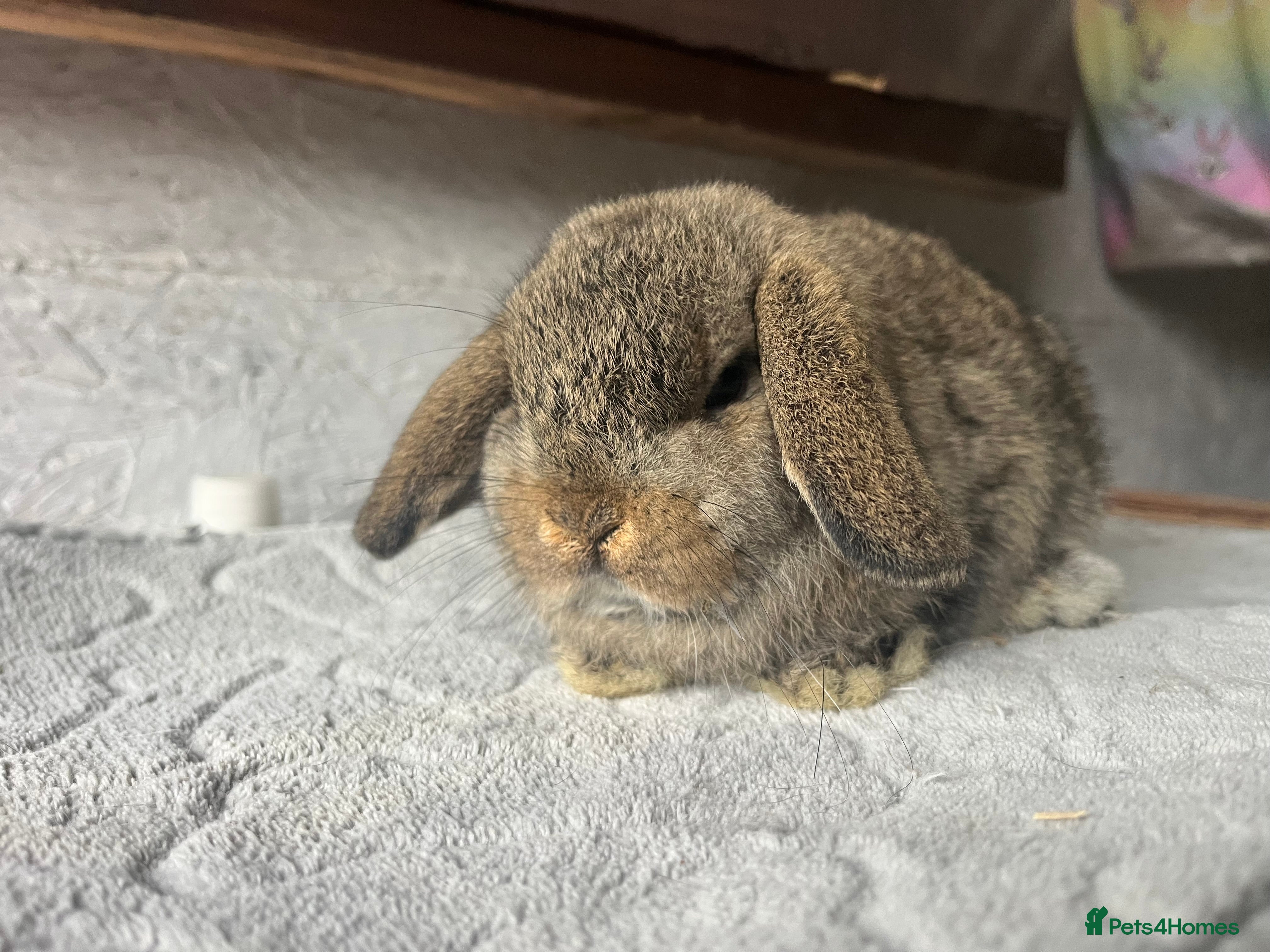 Mini Lop rabbits Pure mini lop  - Advert 1