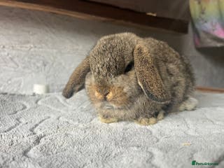 Mini Lop rabbits Pure mini lop - Advert 1