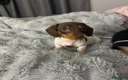 Miniature Dachshund dogs for sale: Four beautiful miniature dachshund girls - Advert 12