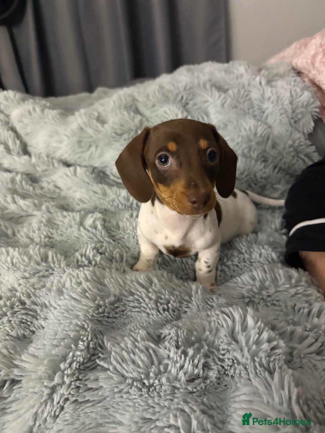 Miniature Dachshund dogs for sale: Four beautiful miniature dachshund girls - Advert 12