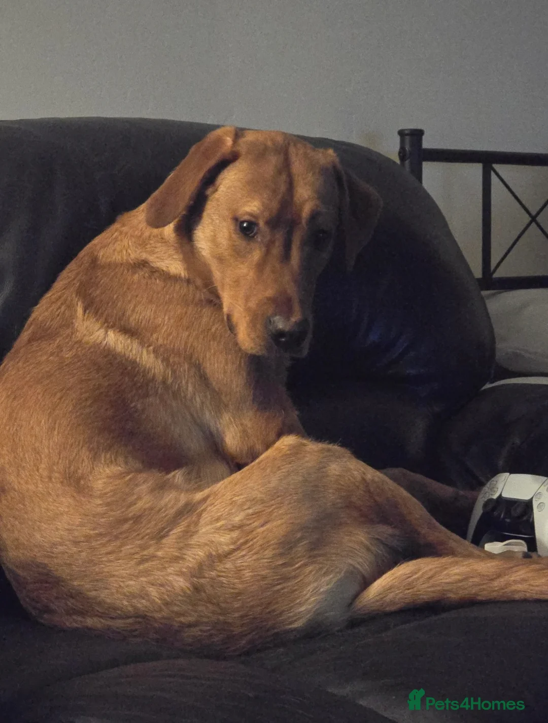 Labrador Retriever dogs for sale: Available for adoption  - Advert 2