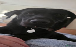 Labrador Retriever dogs for sale: Part trained labrador assistance dog - Advert 1