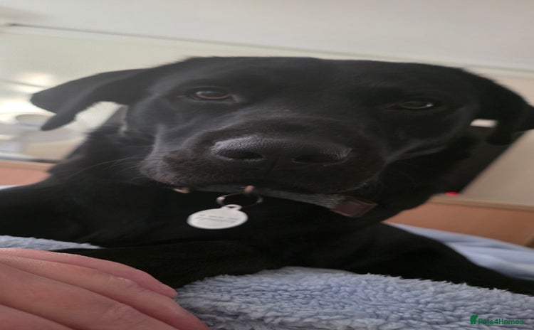 Labrador Retriever dogs Part trained labrador assistance dog - Advert 1