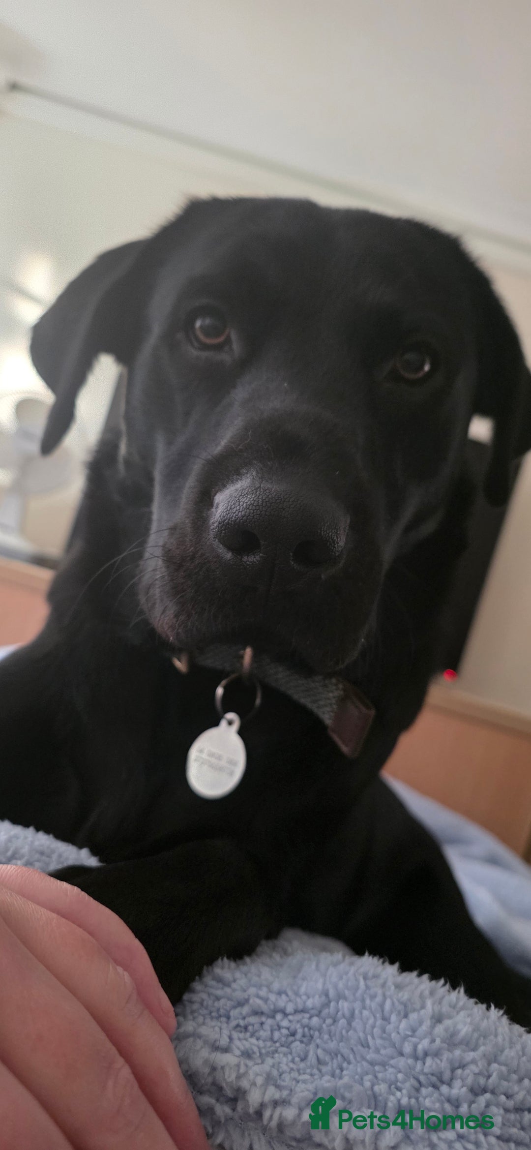 Labrador Retriever dogs for sale: Part trained labrador assistance dog - Advert 1