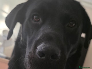 Labrador Retriever dogs Part trained labrador assistance dog - Advert 2