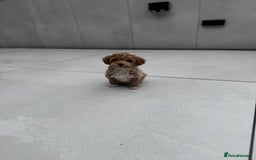 Cavapoochon dogs for sale: Outstanding Cavapoochon Boy Now Available  - Image 3