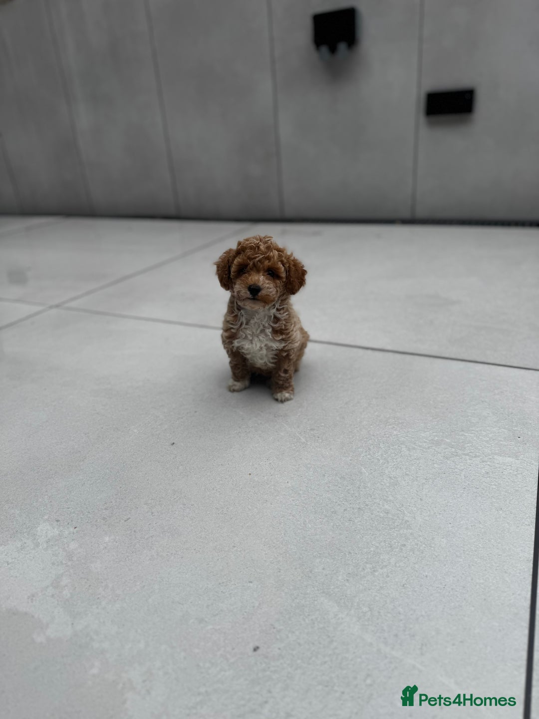 Cavapoochon dogs for sale: Outstanding Cavapoochon Boy Now Available  - Image 3