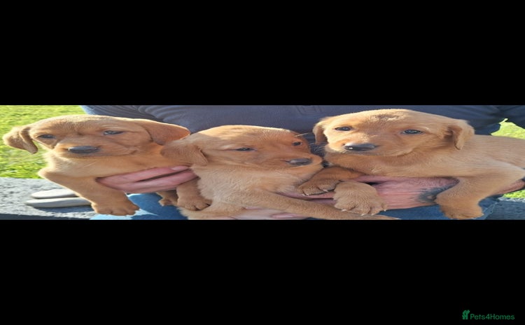 Labrador Retriever dogs - Advert 6