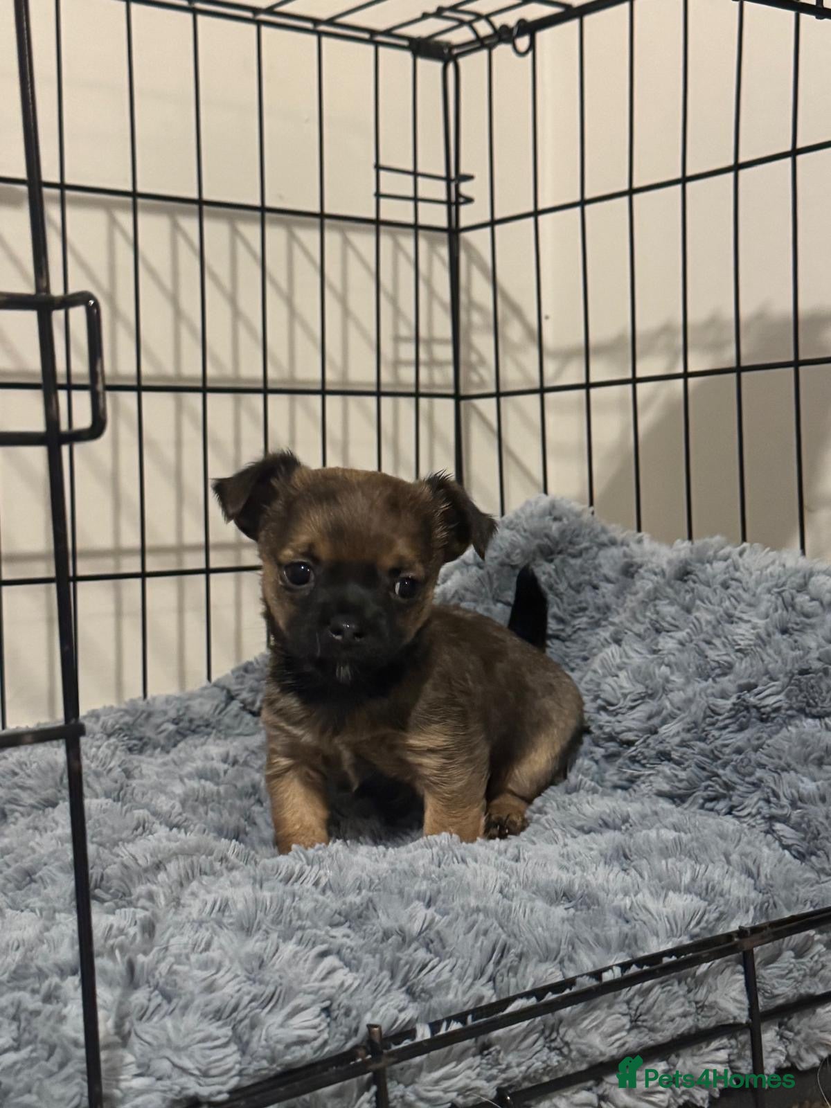 Chorkie dogs Two gorgeous wee chorkies  - Advert 1