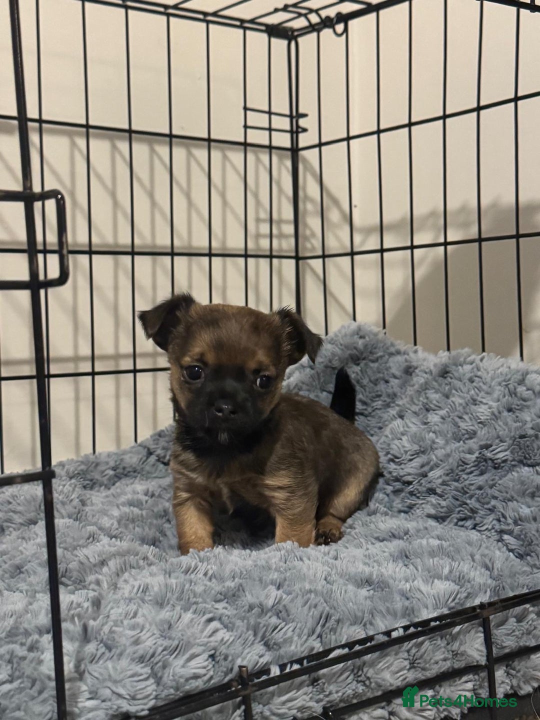 Chorkie dogs for sale: Two gorgeous wee chorkies  - Advert 1