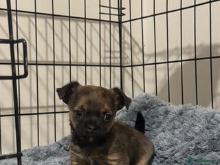 Chorkie dogs Two gorgeous wee chorkies - Advert 3