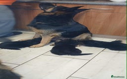 German Shepherd dogs for sale: Adorable German Shepherd Puppies  - Image 14