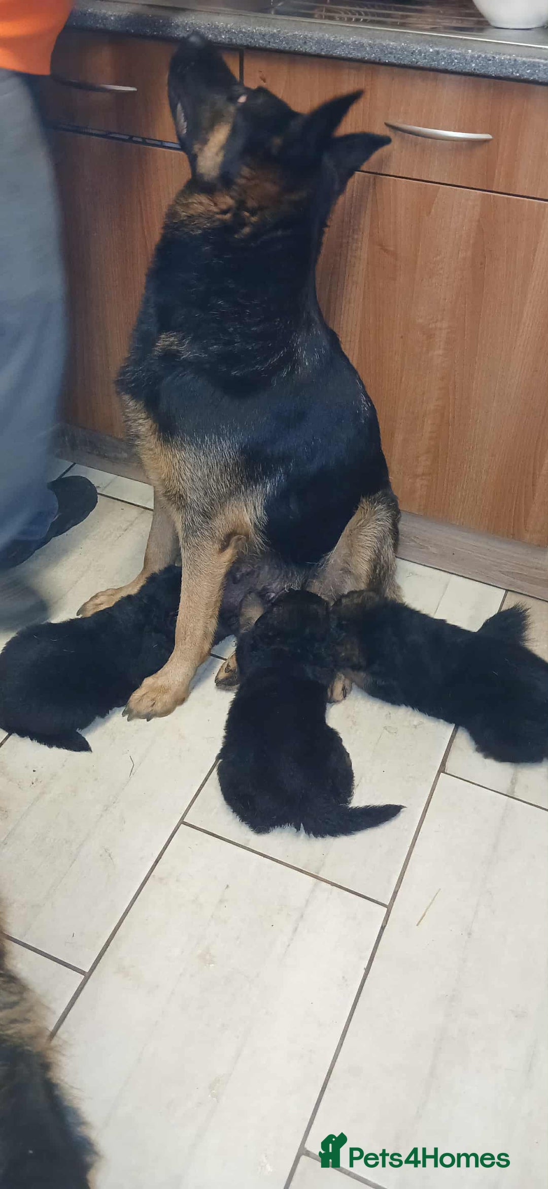 German Shepherd dogs for sale: Adorable German Shepherd Puppies  - Image 14