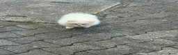 Pomeranian dogs for sale: Two Female Pomeranian  - Advert 2