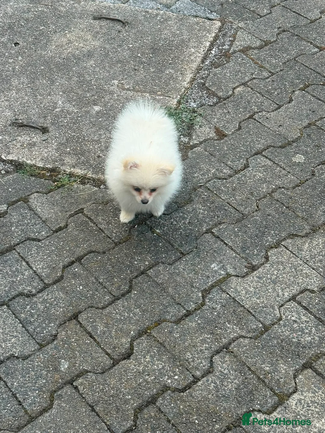 Pomeranian dogs for sale: Two Female Pomeranian  - Advert 2