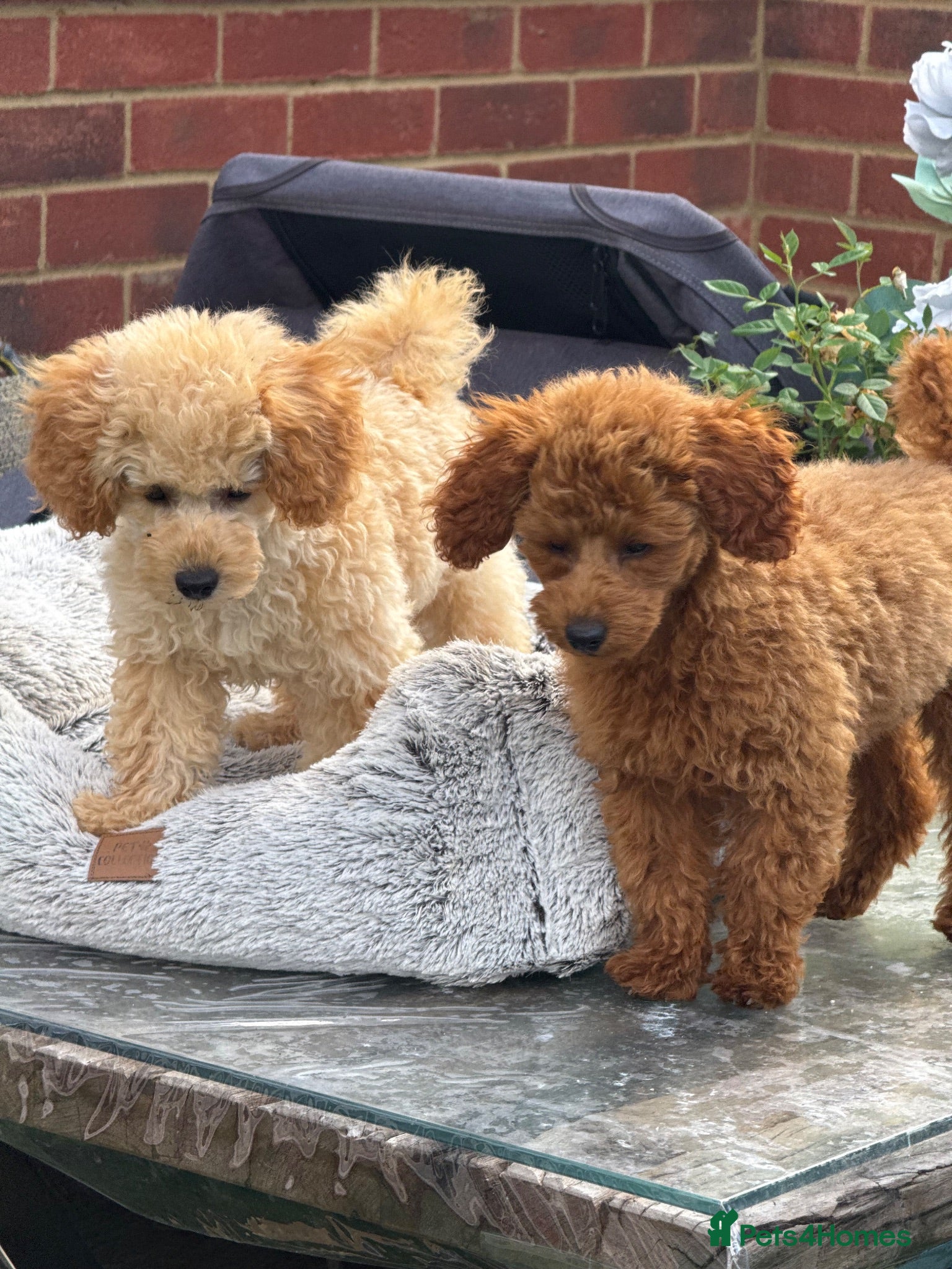 Toy Poodle dogs 2 Last KC Register Toilet Trained Toy poodle girls - Advert 2