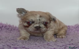 French Bulldog dogs for sale: Fluffy french bulldogs carrying Pink & Testable  - Image 7